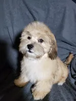 Sam, a male Shihpoo for sale in Henderson, NV – 4 of 5