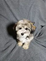Sunny, a female Shihpoo for sale in Henderson, NV – 3 of 3