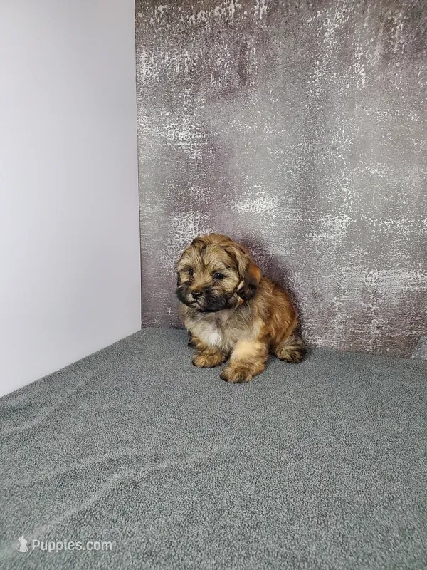 Gizmo – Shihpoo puppy for sale in Henderson, NV