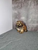 Gizmo, a male Shihpoo for sale in Henderson, NV – 1 of 5