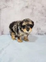 Bella, a female Shihpoo for sale in Henderson, NV – 3 of 5