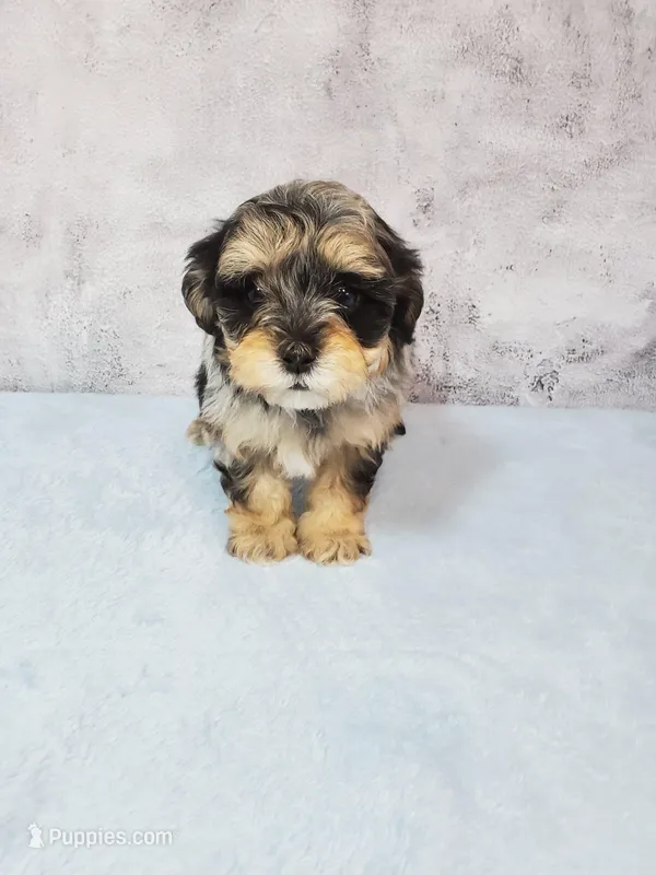 Bella – Shihpoo puppy for sale in Henderson, NV