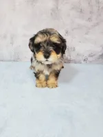 Bella, a female Shihpoo for sale in Henderson, NV – 1 of 5