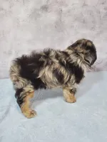 Bella, a female Shihpoo for sale in Henderson, NV – 5 of 5