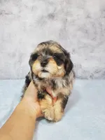Bella, a female Shihpoo for sale in Henderson, NV – 4 of 5