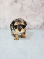 Bella, a female Shihpoo for sale in Henderson, NV – 2 of 5
