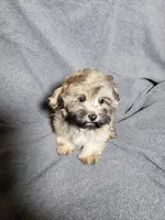 Milo, a male Shihpoo for sale in Henderson, NV – 2 of 3