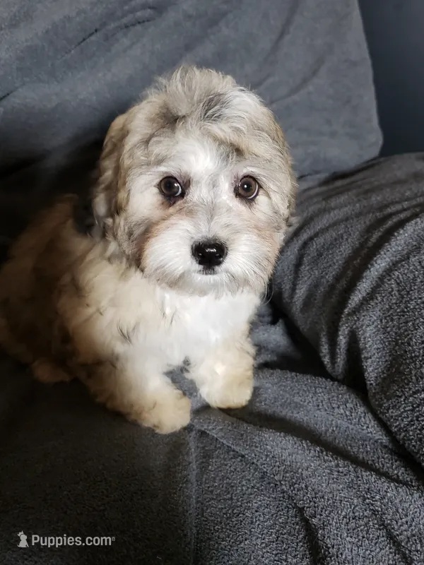 Joy – Shihpoo puppy for sale in Henderson, NV