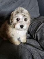 Joy, a female Shihpoo for sale in Henderson, NV – 1 of 5