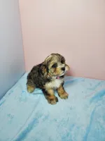 Sunny, a female Shihpoo for sale in Henderson, NV – 2 of 4