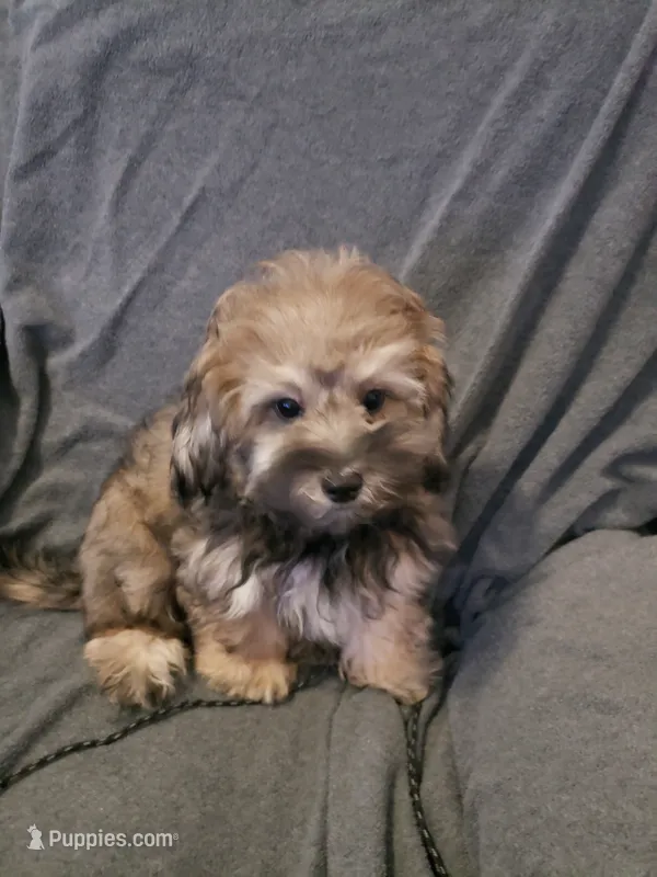 Milo – Shihpoo puppy for sale in Henderson, NV