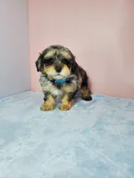 Bella, a female Shihpoo for sale in Henderson, NV – 2 of 5