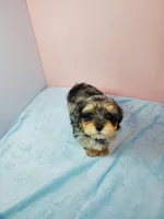 Bella, a female Shihpoo for sale in Henderson, NV – 3 of 5