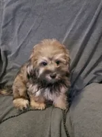 Milo, a male Shihpoo for sale in Henderson, NV – 2 of 3