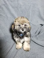 Milo, a male Shihpoo for sale in Henderson, NV – 3 of 3