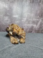 Gizmo, a male Shihpoo for sale in Henderson, NV – 2 of 5