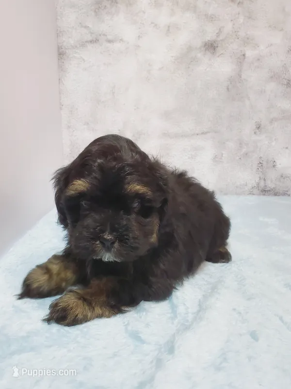 Teddy – Shihpoo puppy for sale in Henderson, NV