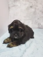 Teddy, a male Shihpoo for sale in Henderson, NV – 1 of 5