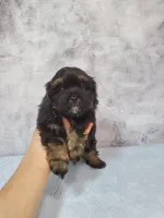 Teddy, a male Shihpoo for sale in Henderson, NV – 4 of 5