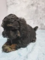 Teddy, a male Shihpoo for sale in Henderson, NV – 5 of 5
