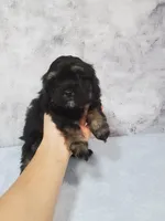 Teddy, a male Shihpoo for sale in Henderson, NV – 3 of 5