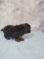 Teddy, a male Shihpoo for sale in Henderson, NV – 2 of 5