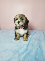 Sunny, a female Shihpoo for sale in Henderson, NV – 4 of 5