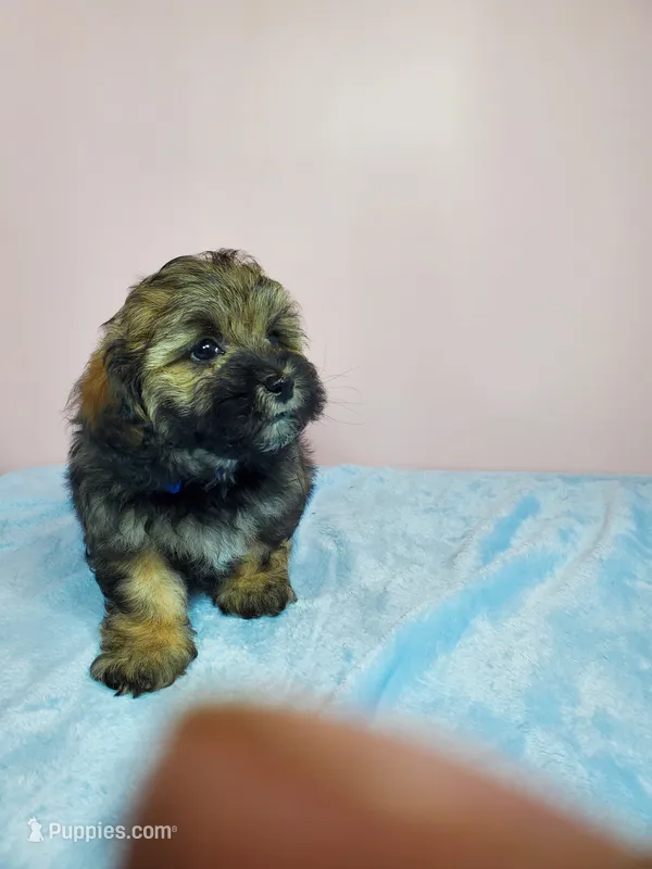 Milo – Shihpoo puppy for sale in Henderson, NV