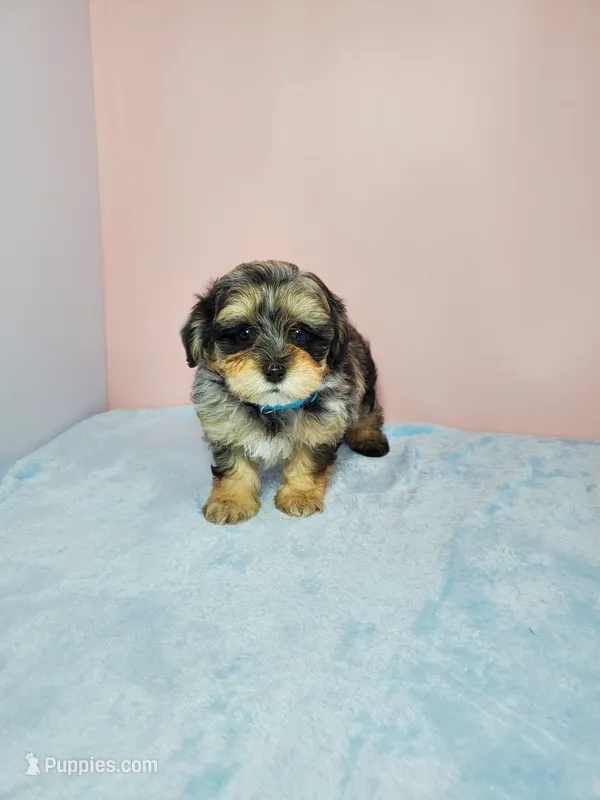 Bella – Shihpoo puppy for sale in Henderson, NV