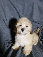 Sam, a male Shihpoo for sale in Henderson, NV – 5 of 5