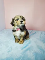 Sunny, a female Shihpoo for sale in Henderson, NV – 2 of 5