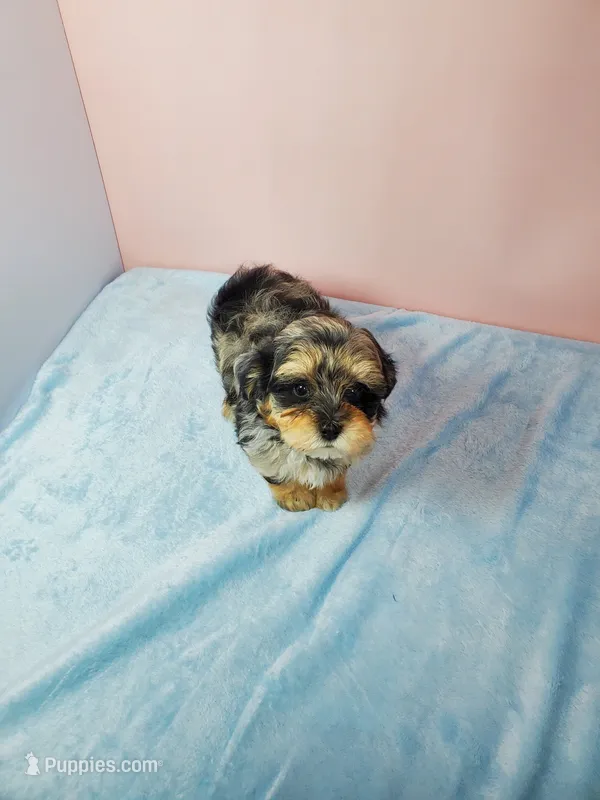 Bella, a female Shihpoo for sale in Henderson, NV – 1 of 5