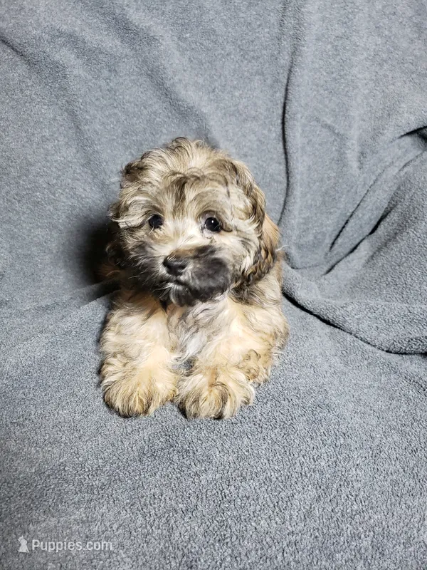 Gizmo – Shihpoo puppy for sale in Henderson, NV