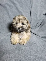 Gizmo, a male Shihpoo for sale in Henderson, NV – 1 of 5