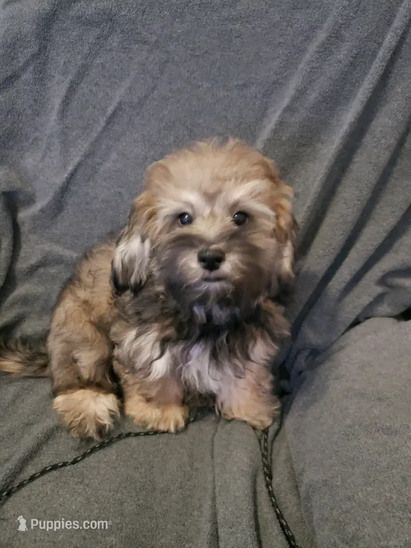 Milo – Shihpoo puppy for sale in Henderson, NV