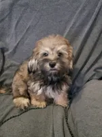 Milo, a male Shihpoo for sale in Henderson, NV – 1 of 3