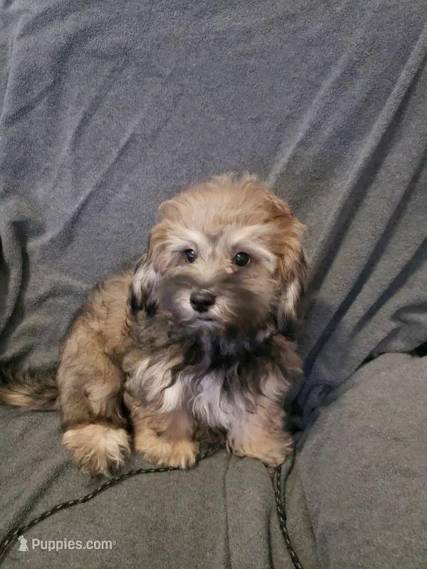 Milo – Shihpoo puppy for sale in Henderson, NV