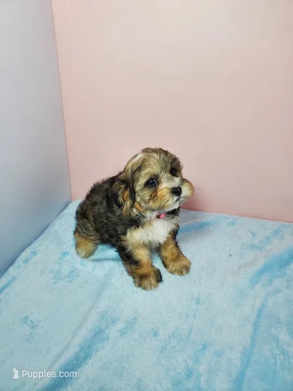 Sunny, a female Shihpoo for sale in Henderson, NV – 1 of 5