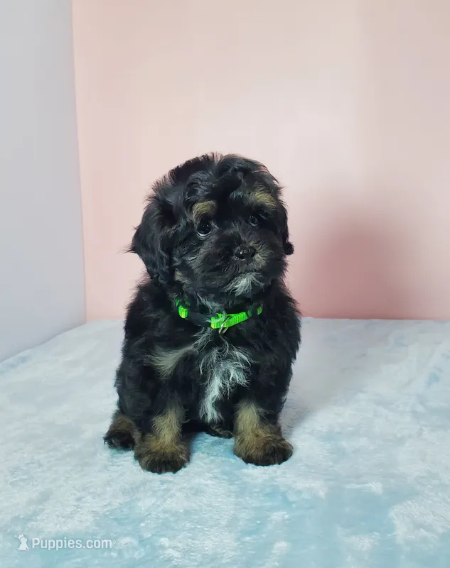 Teddy – Shihpoo puppy for sale in Henderson, NV
