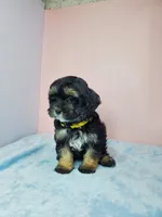 Daisy, a female Shihpoo for sale in Henderson, NV – 3 of 5