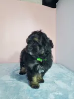 Teddy, a male Shihpoo for sale in Henderson, NV – 4 of 5