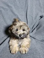 Gizmo, a male Shihpoo for sale in Henderson, NV – 3 of 5