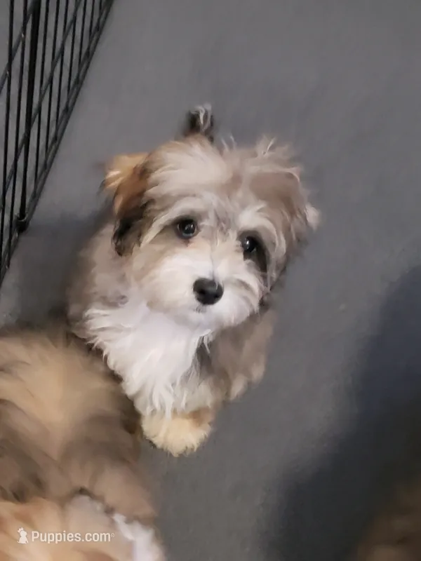 Sunny – Shihpoo puppy for sale in Henderson, NV