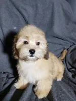 Sam, a male Shihpoo for sale in Henderson, NV – 2 of 5