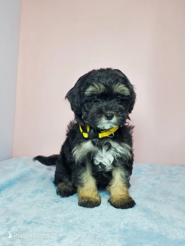 Daisy – Shihpoo puppy for sale in Henderson, NV