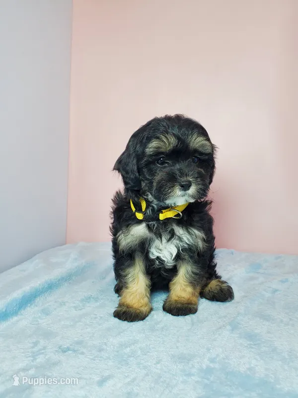Daisy – Shihpoo puppy for sale in Henderson, NV