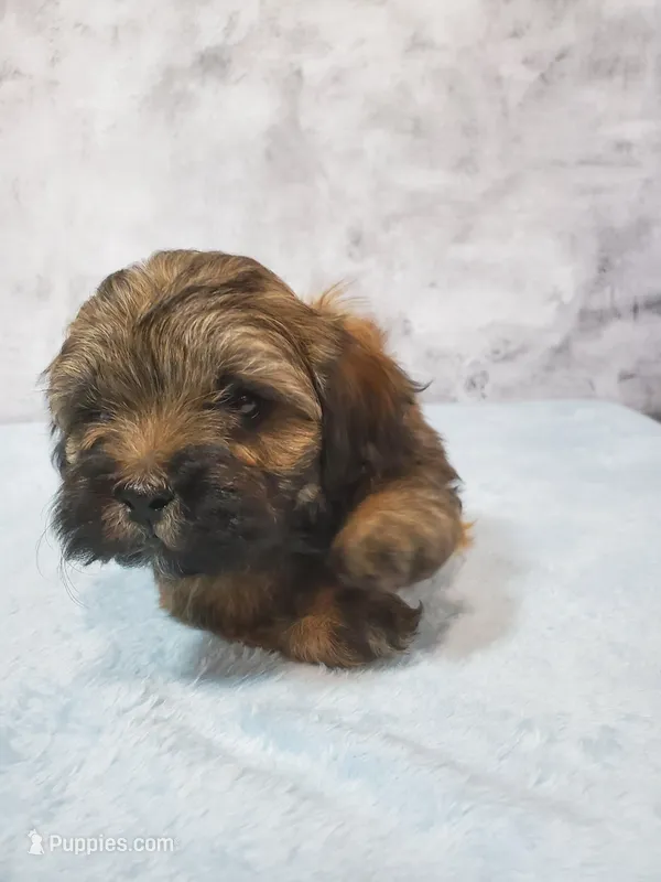 Gizmo – Shihpoo puppy for sale in Henderson, NV