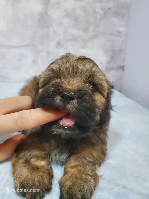 Gizmo – Shihpoo puppy for sale in Henderson, NV