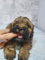 Gizmo, a male Shihpoo for sale in Henderson, NV – 5 of 5