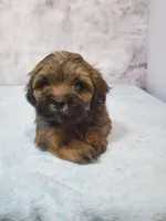 Gizmo, a male Shihpoo for sale in Henderson, NV – 4 of 5